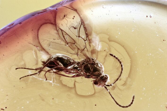 Detailed Fossil Gall Midge (Cynipoidea) In Baltic Amber #343281